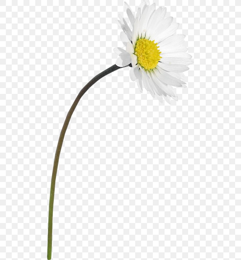 Common Daisy Oxeye Daisy Roman Chamomile Transvaal Daisy Dandelion, PNG, 500x886px, Common Daisy, Chamaemelum, Chamaemelum Nobile, Daisy, Daisy Family Download Free