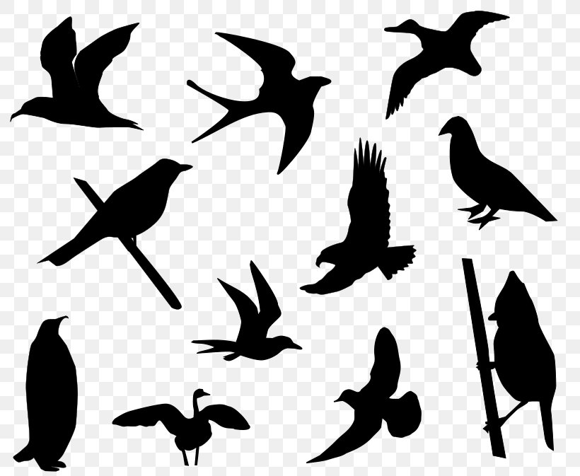 Bird Silhouette Drawing Clip Art, PNG, 800x673px, Bird, Beak, Black And White, Branch, Drawing Download Free