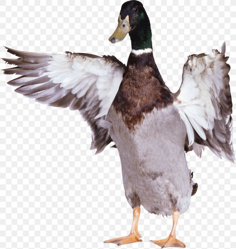 Duck Bird Goose, PNG, 2638x2781px, American Pekin, Anatidae, Animal, Beak, Bird Download Free