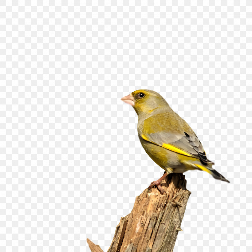 Feather, PNG, 1440x1440px, Domestic Canary, Beak, Bunting, Feather, House Download Free
