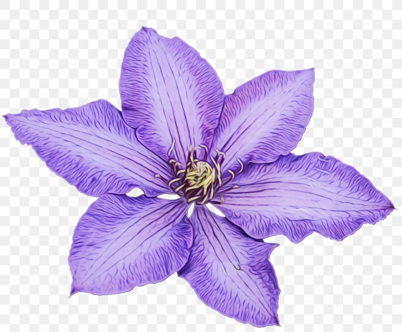Leather Flower, PNG, 1312x1082px, Leather Flower, Bellflower, Bellflower Family, Clematis, Delphinium Download Free