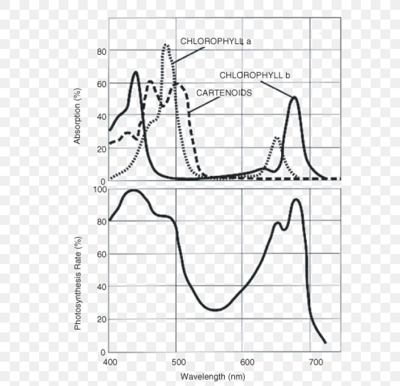 Light Photosynthetically Active Radiation Photosynthesis Absorption Ultraviolet, PNG, 617x790px, Light, Absorption, Absorption Spectroscopy, Area, Artwork Download Free