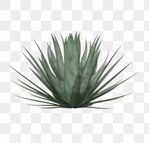 Yucca Images, Yucca Transparent PNG, Free download