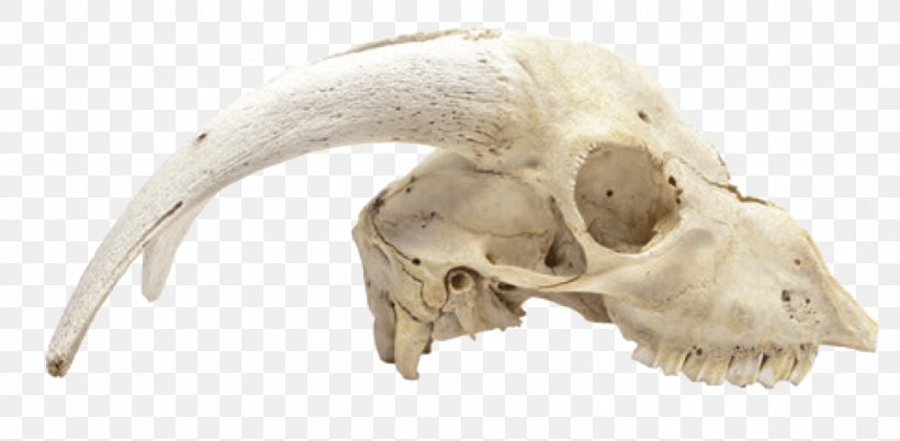Animal Skulls Skeleton Bone, PNG, 971x477px, Animal Skulls, Animal, Bone, Brain, Cat Download Free