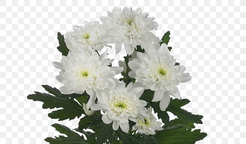 Chrysanthemum Cut Flowers Flores De Corte Plant, PNG, 640x480px, Chrysanthemum, Annual Plant, Aster, Chrysanths, Cut Flowers Download Free