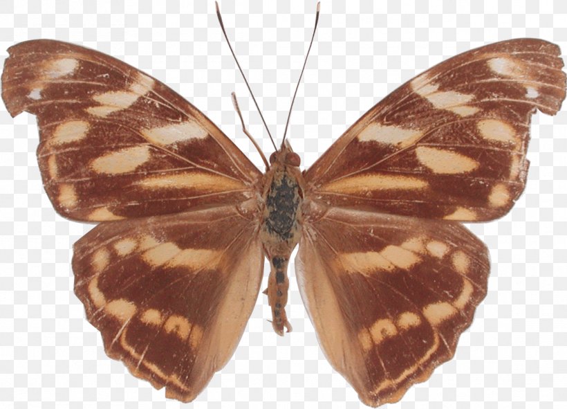 Monarch Butterfly Moth Brush-footed Butterflies Herona, PNG, 1142x824px, Monarch Butterfly, Arthropod, Brush Footed Butterfly, Brushfooted Butterflies, Butterfly Download Free