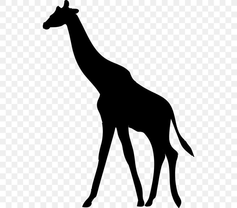 Silhouette Northern Giraffe Clip Art, PNG, 524x720px, Silhouette, Animal, Animal Figure, Black And White, Fauna Download Free