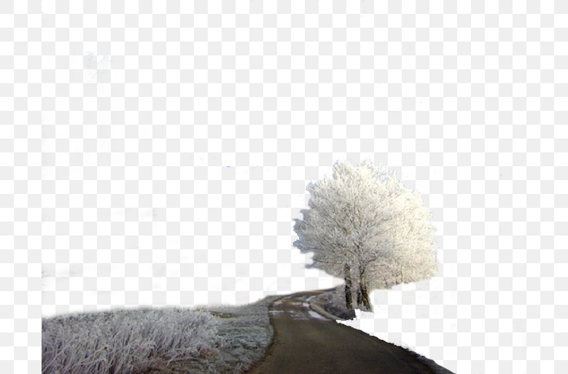 Tree Winter Pattern, PNG, 700x540px, Tree, Branch, Christmas Tree, Designer, Floor Download Free
