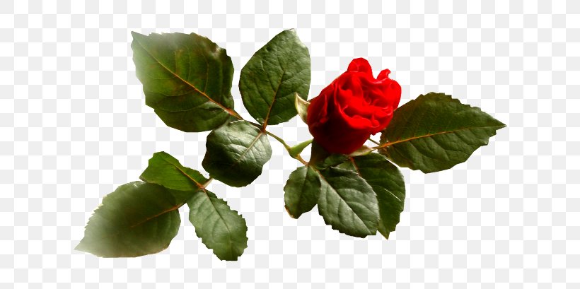 Blog Garden Roses .de Clip Art, PNG, 650x409px, Blog, Diary, Flower, Garden Roses, Leaf Download Free