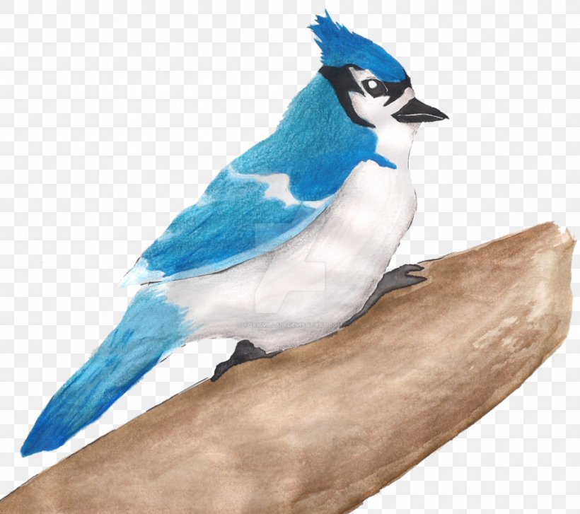 Blue Jay Beak Feather, PNG, 949x842px, Blue Jay, Beak, Bird, Crow Like Bird, Fauna Download Free