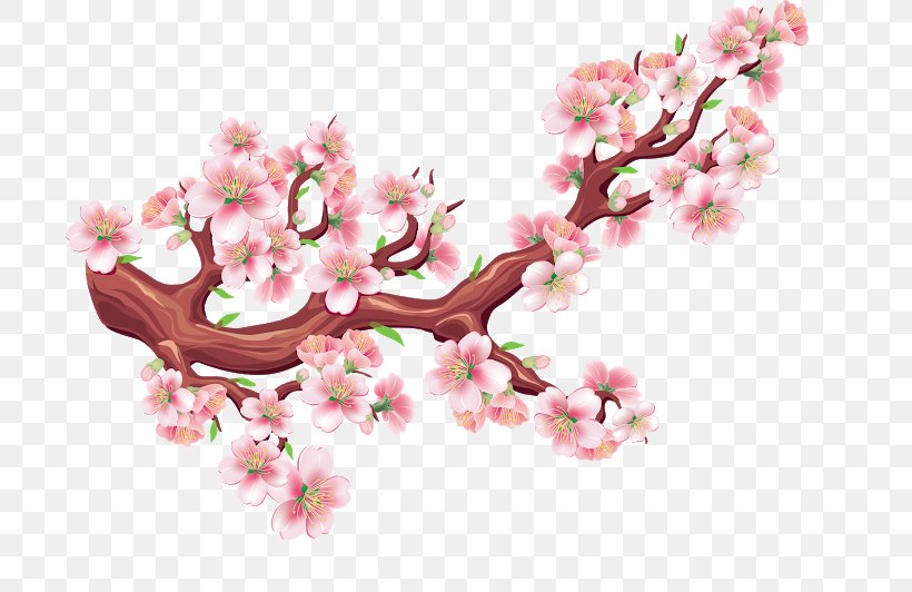 Cherry Blossom Clip Art Vector Graphics Drawing, PNG, 702x532px, Cherry Blossom, Art, Blossom, Branch, Cherry Download Free