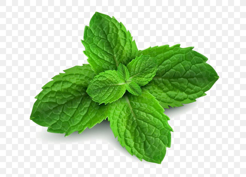 Peppermint Spearmint Menthol Pennyroyal Water Mint, PNG, 725x590px, Peppermint, Essential Oil, Feng You Jing, Herb, Herbal Tea Download Free