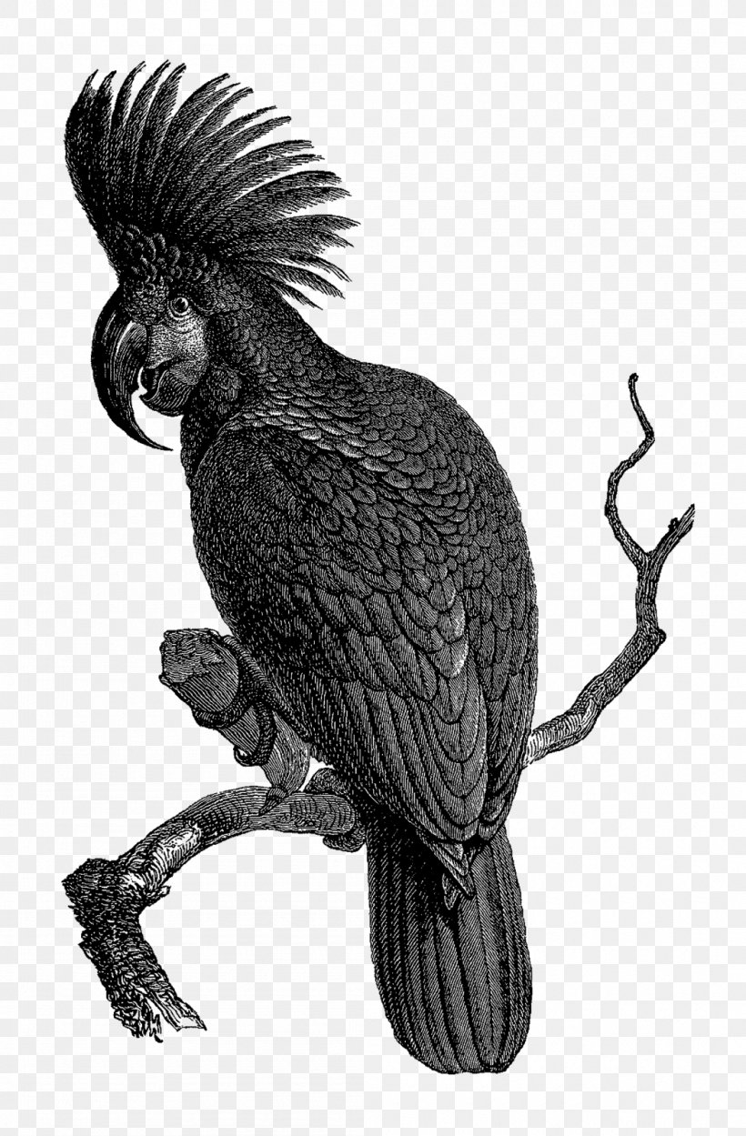 Bird Cockatoo Black And White, PNG, 1050x1600px, Bird, Art, Beak, Bird Of Prey, Black And White Download Free