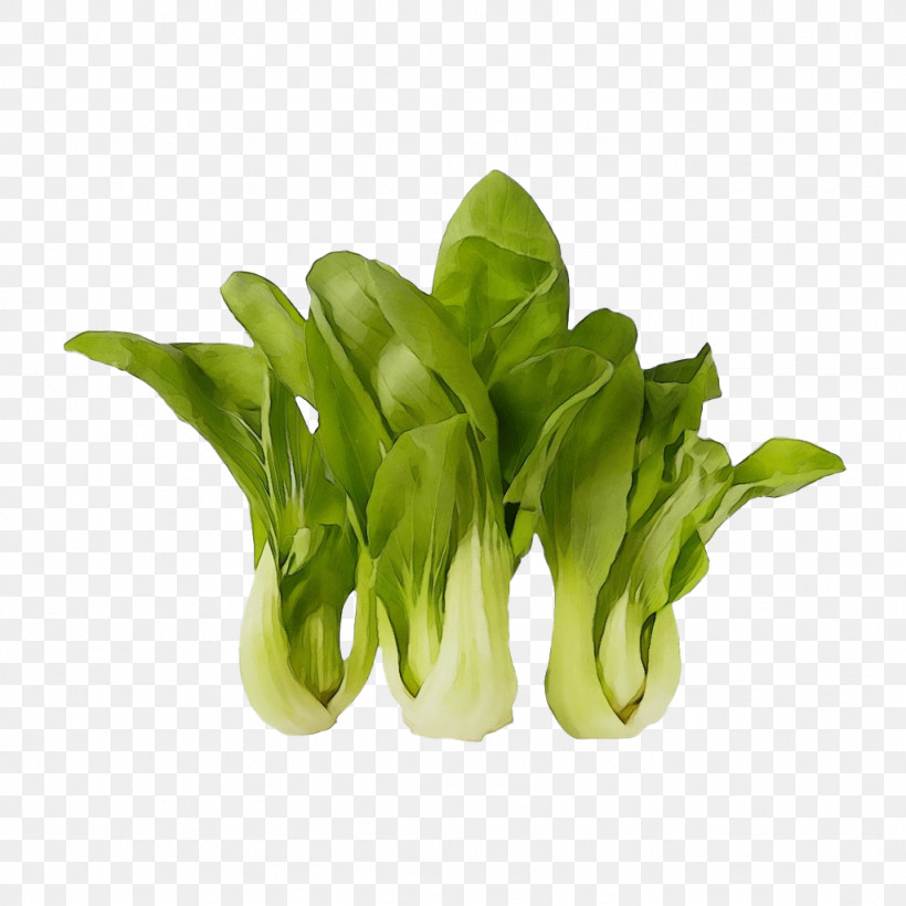 Choy Sum Spinach Leaf Vegetable Komatsuna Vegetable, PNG, 1024x1024px, Watercolor, Biology, Bok Choy, Choy Sum, Flowerpot Download Free