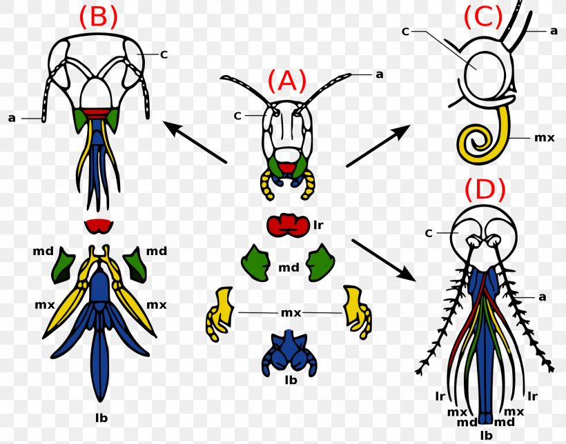 Insect Mouthparts Arthropod Mouthparts Insect Morphology Labrum, PNG, 2016x1584px, Watercolor, Cartoon, Flower, Frame, Heart Download Free