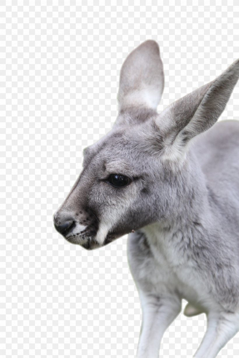 Kangaroo Macropodidae Wallaby Reserve Clip Art, PNG, 2720x4080px, Kangaroo, Animal, Face, Fauna, Macropodidae Download Free