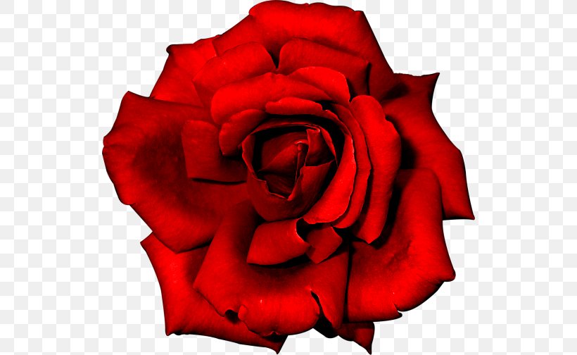 Rose Flower Red, PNG, 530x504px, Rose, Animaatio, Blog, China Rose, Close Up Download Free