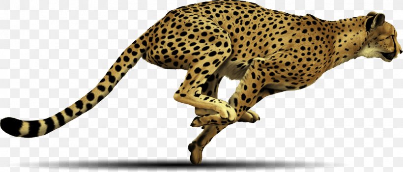 Cheetah Clip Art, PNG, 1034x442px, Cheetah, Animal Figure, Big Cats, Carnivoran, Cat Like Mammal Download Free