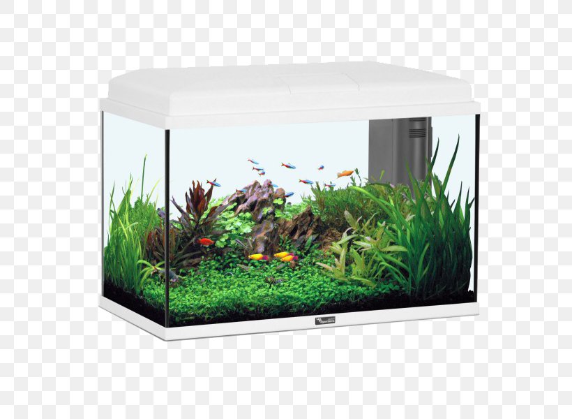 Goldfish Aquariums Tropical Fish Pet, PNG, 600x600px, Goldfish, Aquarium, Aquarium Decor, Aquarium Filters, Aquariums Download Free