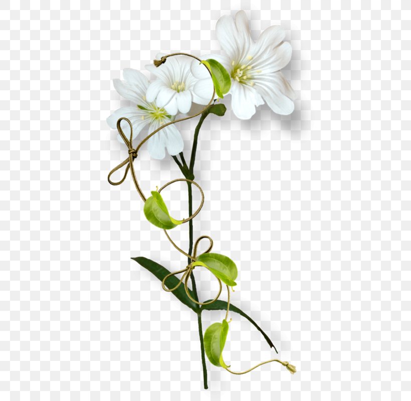 Moth Orchids Cut Flowers Floral Design Plant Stem, PNG, 450x800px, Moth Orchids, Blossom, Branch, Cut Flowers, Flora Download Free