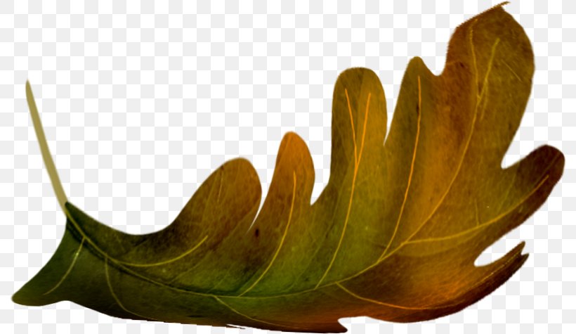 Oak Leaf Clip Art, PNG, 793x475px, Oak, Acorn, Autumn, Collage, Digital Image Download Free
