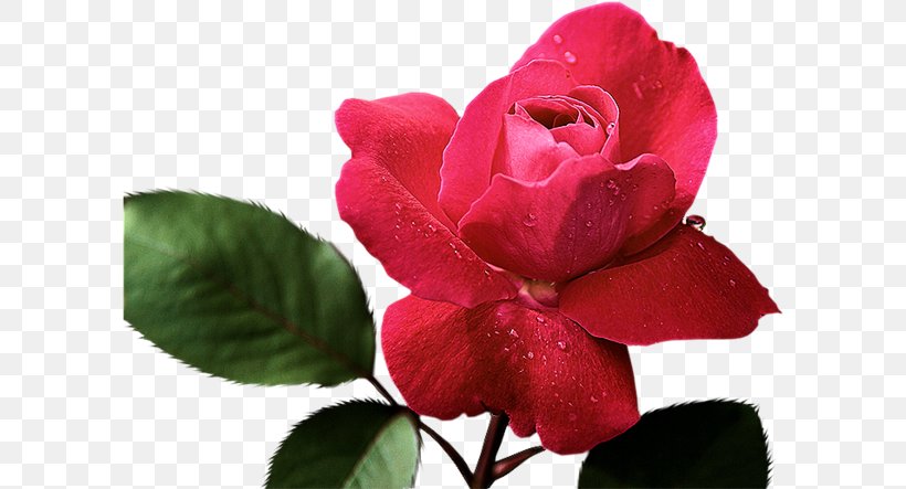 Rose Painting Red Pink Color, PNG, 600x443px, Rose, China Rose, Color, Floribunda, Flower Download Free