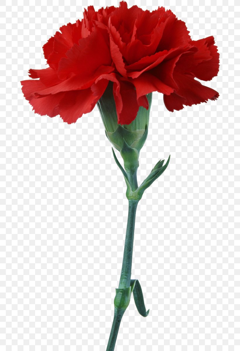 Carnation Cut Flowers Red Photography, PNG, 684x1200px, Carnation, China Rose, Cut Flowers, Dianthus, Edible Flower Download Free