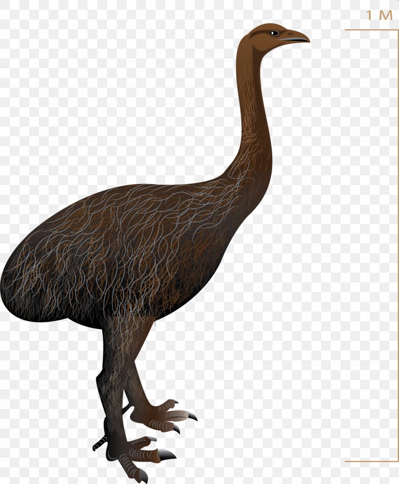 Common Ostrich Bird Emu Upland Moa Pachyornis, PNG, 1425x1728px, Common Ostrich, Anatidae, Animal, Beak, Bird Download Free