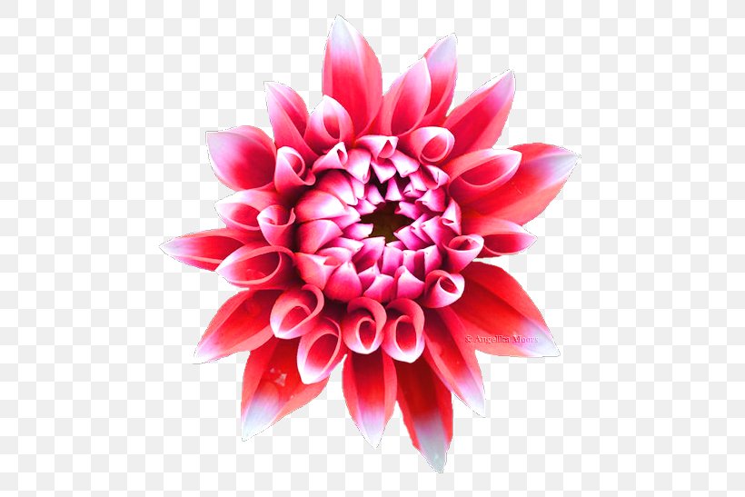 Dahlia Floral Design Cut Flowers Chrysanthemum, PNG, 513x547px, Dahlia, Chrysanthemum, Chrysanths, Closeup, Cut Flowers Download Free