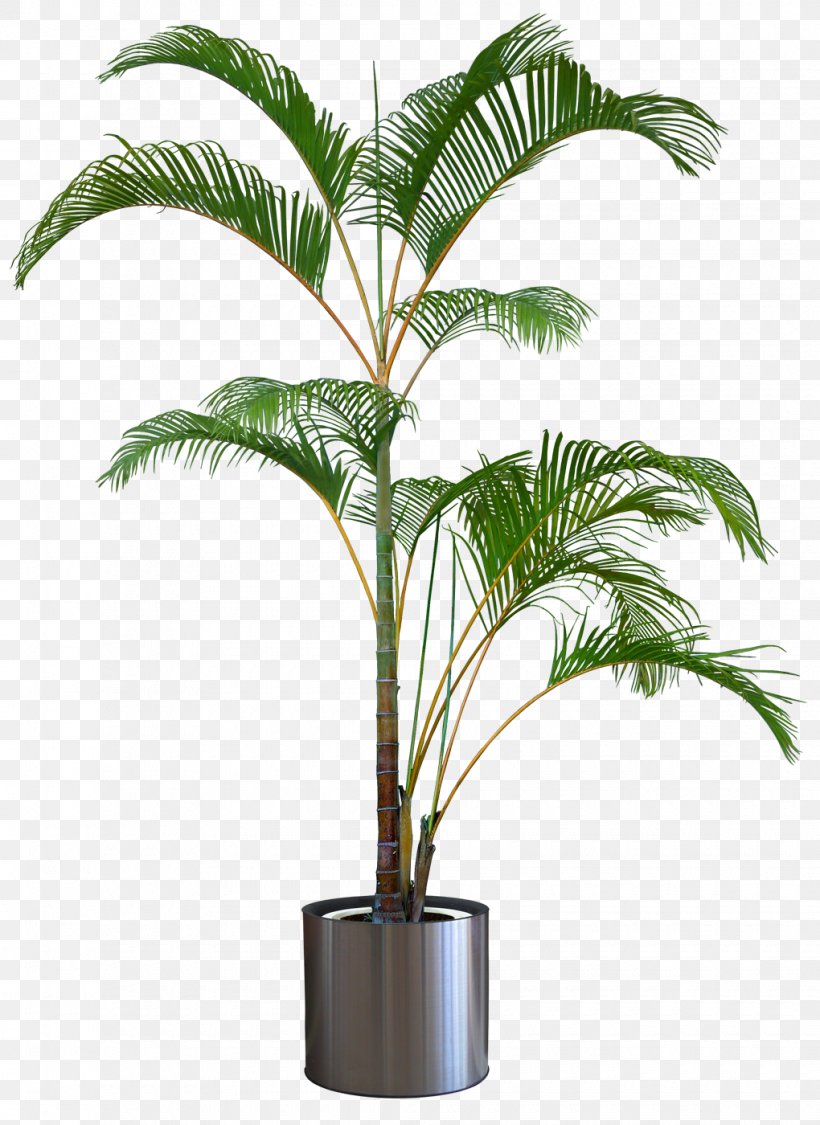 Dragon Tree Flowerpot Houseplant, PNG, 1020x1400px, Dragon Tree, Arecales, Bonsai, Dracaena, Elaeis Download Free
