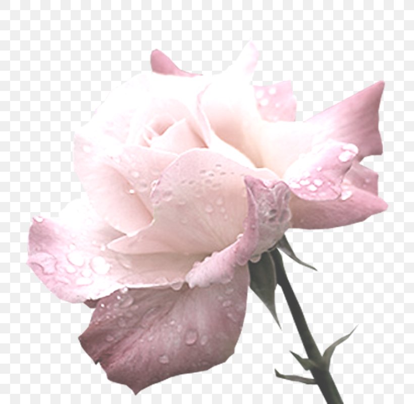 Garden Roses Cabbage Rose Centerblog Flower Petal, PNG, 722x800px, Garden Roses, Blog, Cabbage Rose, Centerblog, Cut Flowers Download Free