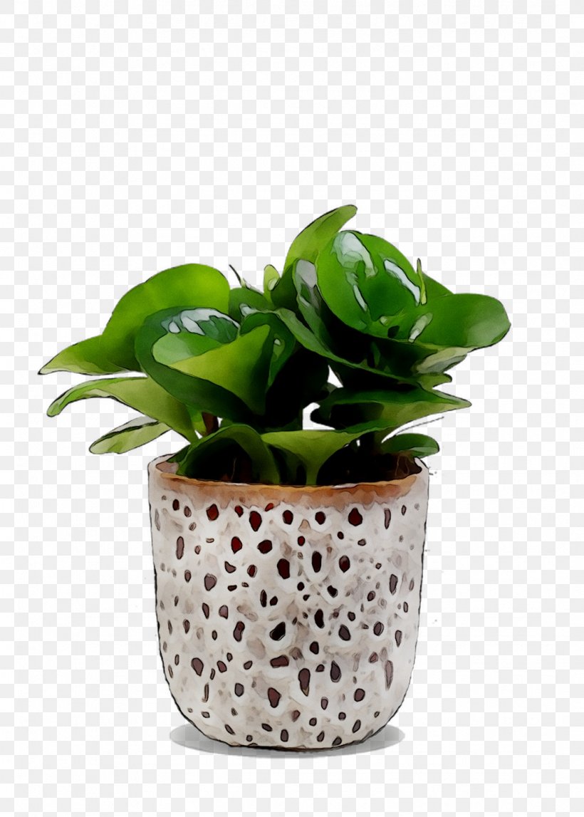 Houseplant Flowerpot, PNG, 1071x1499px, Houseplant, Alismatales, Anthurium, Arum Family, Basil Download Free