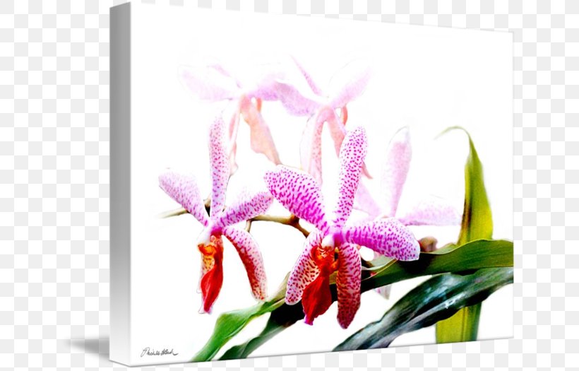 Moth Orchids Cattleya Orchids Dendrobium Cut Flowers Floral Design, PNG, 650x525px, Moth Orchids, Cattleya, Cattleya Orchids, Cut Flowers, Dendrobium Download Free