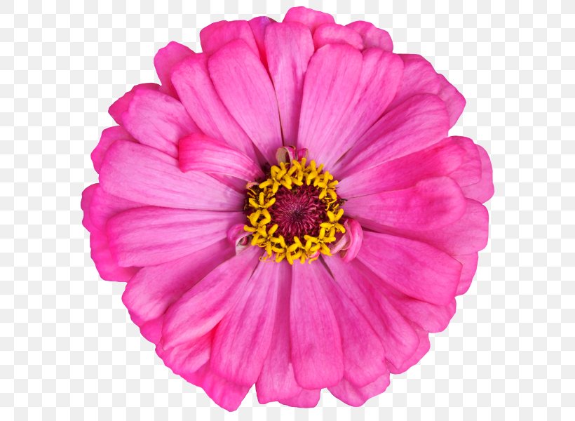 Of. ORIFLAME Perfume Zinnia Cosmetics, PNG, 600x600px, Oriflame, Annual Plant, Aster, Beauty, Business Download Free