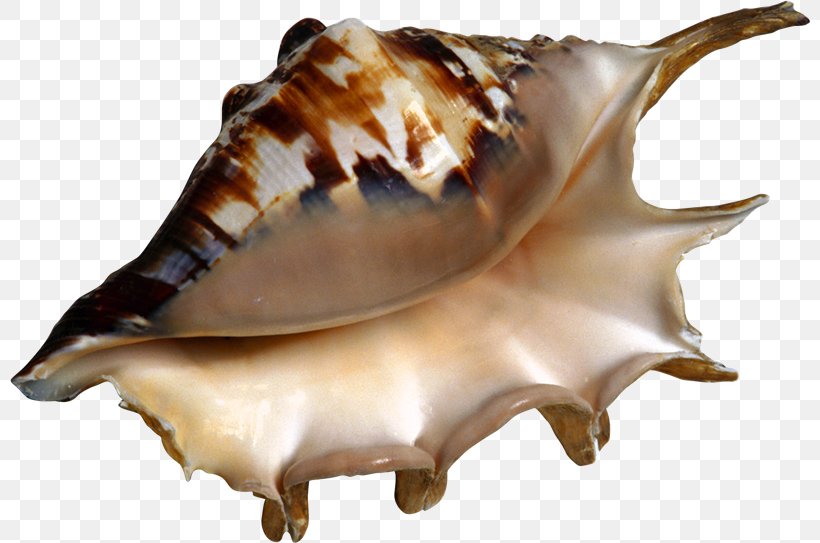 Seashell Conch Sea Snail, PNG, 800x543px, Seashell, Cdr, Conch, Digital Image, Gimp Download Free