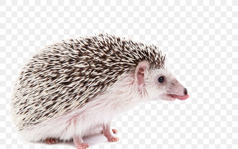 Four-toed Hedgehog Southern African Hedgehog Stock Photography, PNG, 1100x693px, Fourtoed Hedgehog, Animal, Atelerix, Domesticated Hedgehog, Erinaceidae Download Free