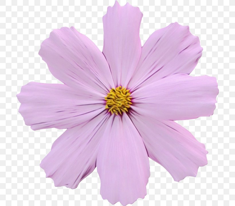 Garden Cosmos Annual Plant Plate-bande Violet Pink, PNG, 708x720px, Garden Cosmos, Annual Plant, Cosmos, Daisy Family, Flower Download Free