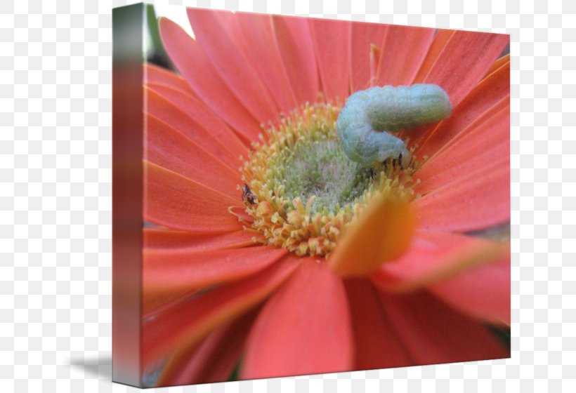 Transvaal Daisy Close-up, PNG, 650x560px, Transvaal Daisy, Close Up, Closeup, Flora, Flower Download Free