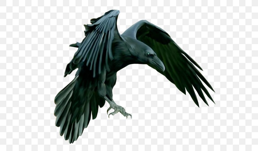 American Crow Rook Common Raven Tower Of London Epic Black Metal, PNG, 600x480px, American Crow, Beak, Bird, Bird Of Prey, Black Metal Download Free