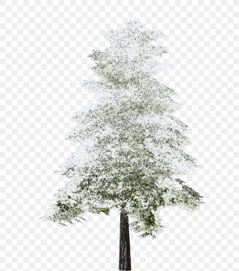 Tree Fir Clip Art Image, PNG, 600x928px, Tree, American Larch, Birch, Blackandwhite, Branch Download Free