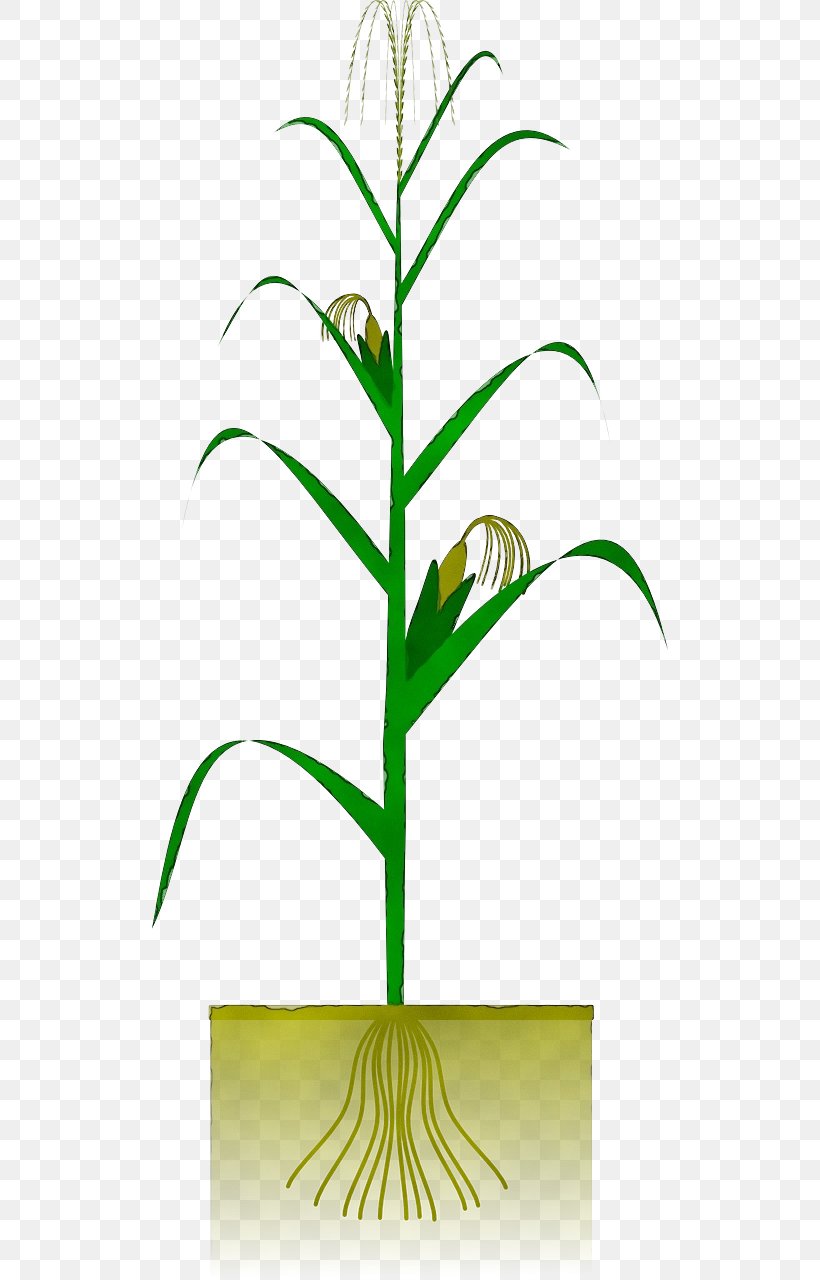 Flowerpot Flower Plant Houseplant Leaf, PNG, 640x1280px, Watercolor, Flower, Flowerpot, Grass, Grass Family Download Free