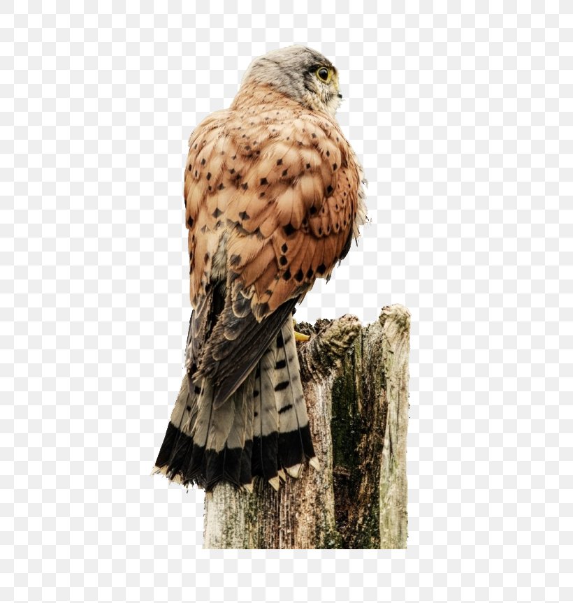 Hawk Bird Of Prey Owl Eagle, PNG, 690x863px, Hawk, Accipitridae, Accipitriformes, Beak, Bird Download Free