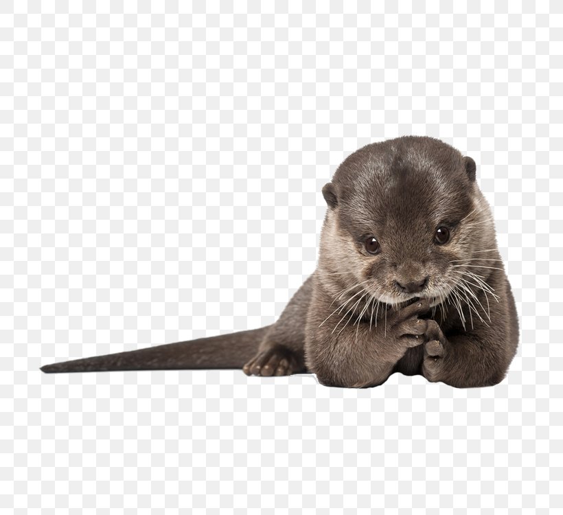IPhone 6 Plus IPhone 4 Sea Otter IPhone 5s, PNG, 750x750px, Sea Otter, Animal, Asian Small Clawed Otter, Carnivoran, Computer Download Free