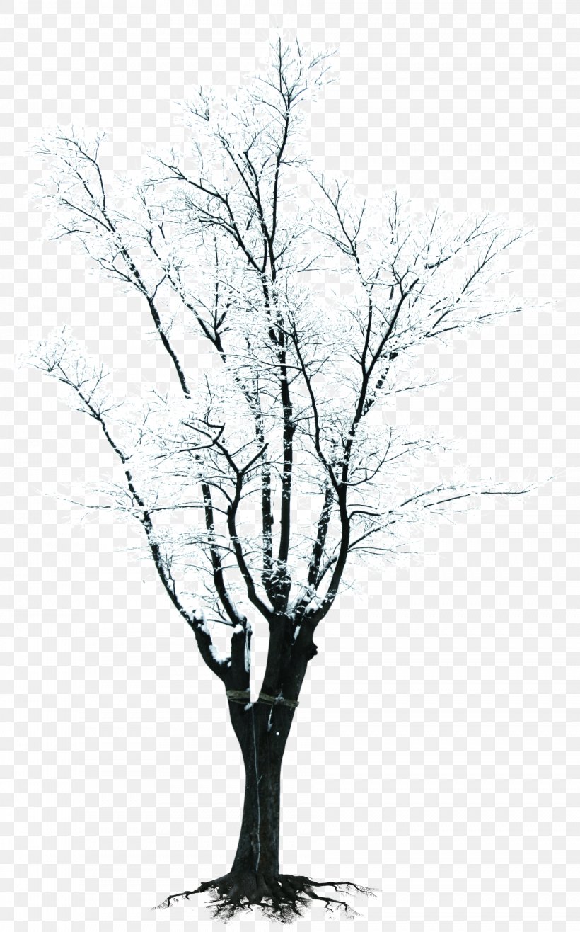 Tree Branch Winter Clip Art, PNG, 1886x3028px, Tree, Black And White, Branch, Flower, Flowering Plant Download Free