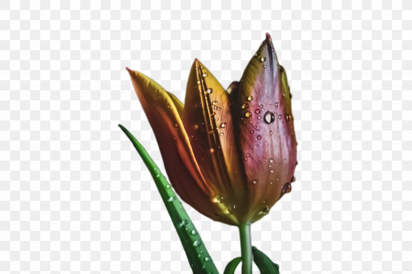 Lily Flower Cartoon, PNG, 2448x1632px, Tulip, Anthurium, Blossom, Bud, Flora Download Free
