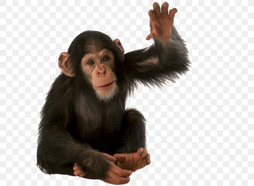 Orangutan Animal Monkey, PNG, 600x600px, Orangutan, Animal, Chimpanzee, Common Chimpanzee, Fur Download Free