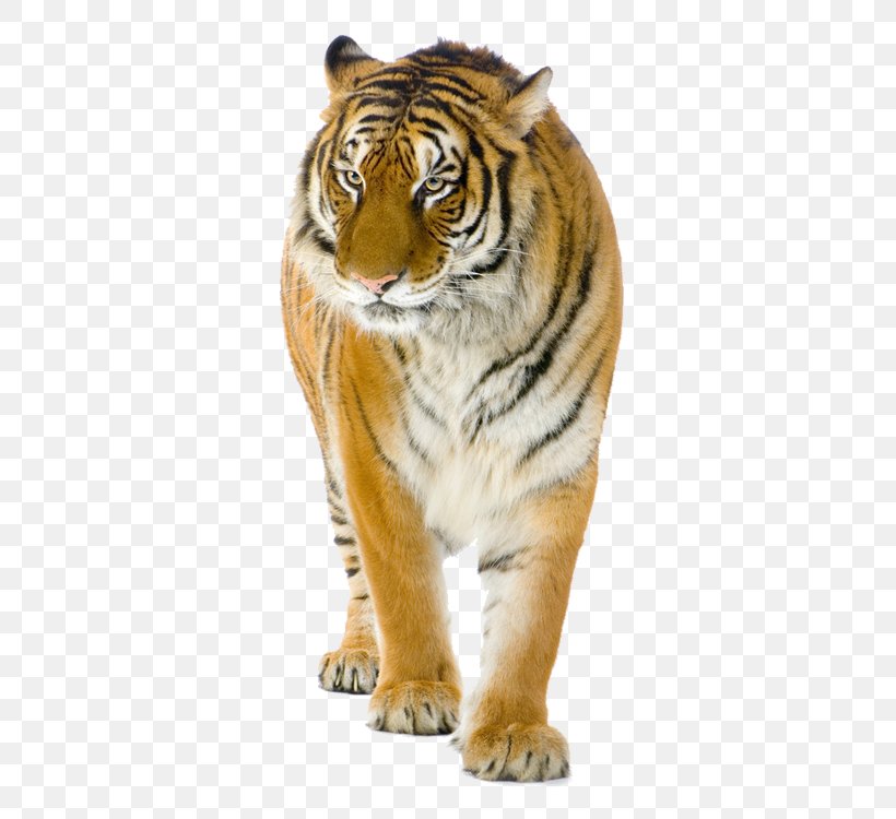 Tiger Lion Cat Stock Photography, PNG, 750x750px, Tiger, Big Cat, Big Cats, Carnivoran, Cat Download Free