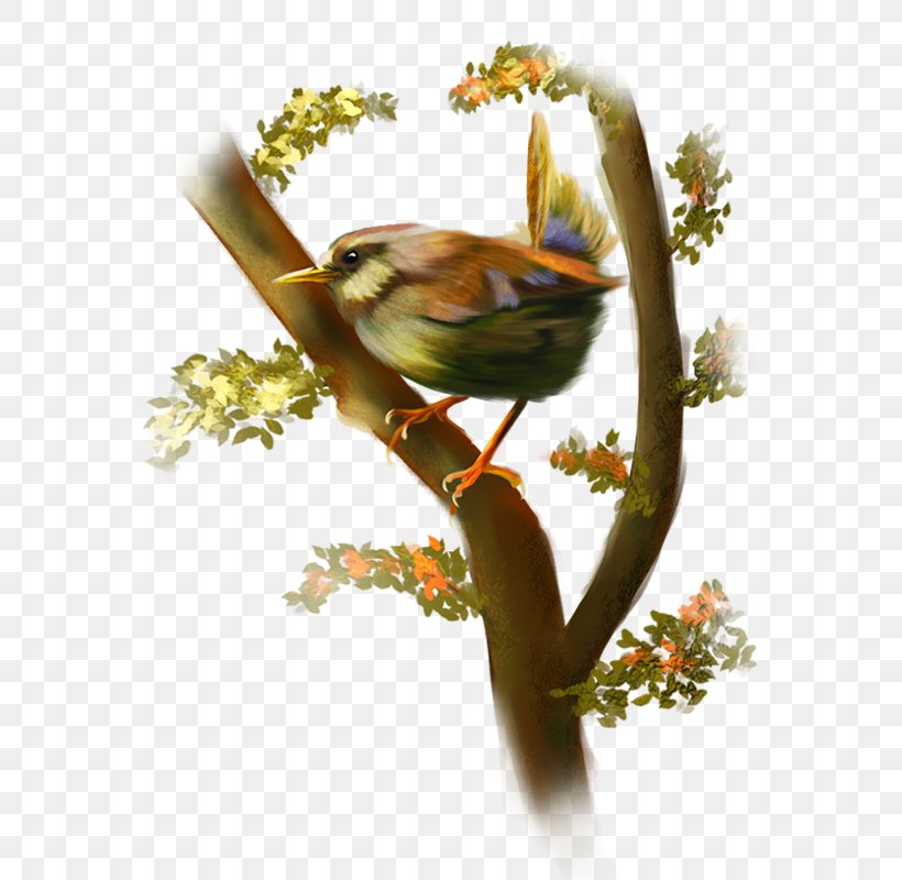 Bird Clip Art, PNG, 559x800px, Bird, Amphibian, Animal, Beak, Branch Download Free