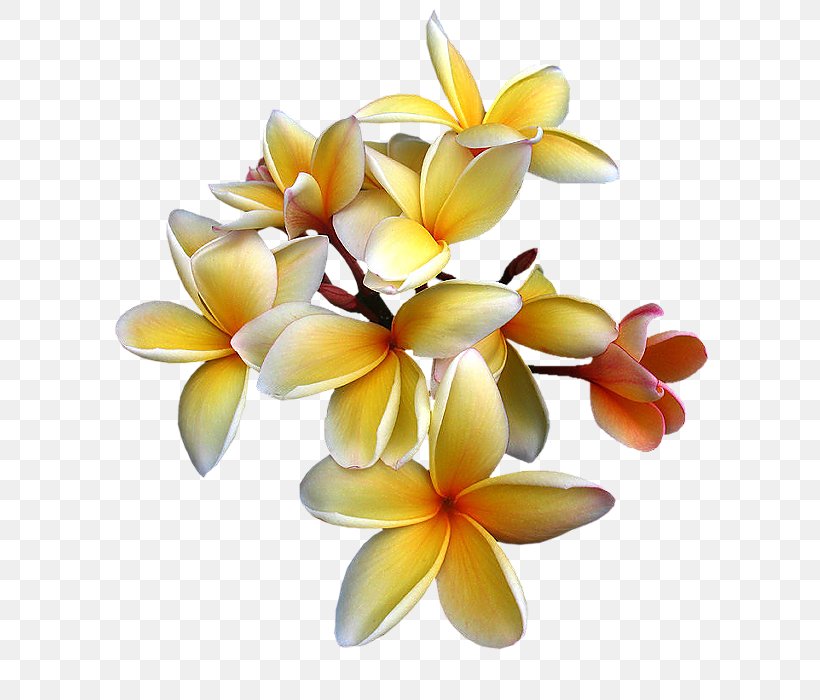 Flower Clip Art, PNG, 596x700px, Flower, Color, Cut Flowers, Frangipani, Painting Download Free