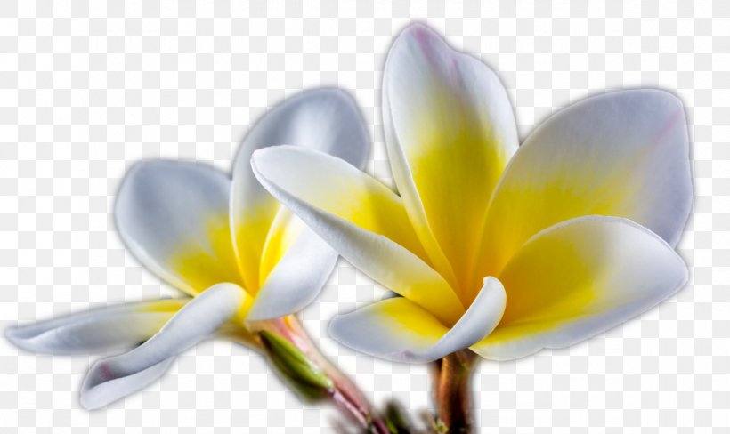 Flower Desktop Wallpaper Image Resolution, PNG, 1184x705px, Flower, Close Up, Closeup, Crocus, Flowering Plant Download Free